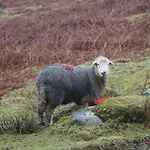 Casa de Férias The Anvil *